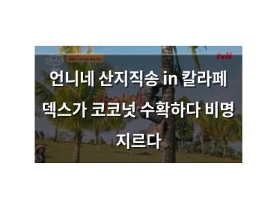언니네 산지직송 in 칼라페 덱스가 코코넛 수확하다 비명 지르다